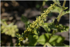 Rumex dentatus